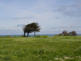 dunes et arbres